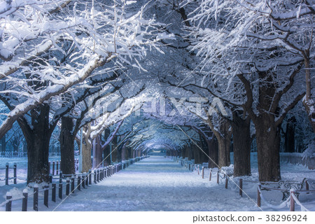 2018年1月22日東京最強冷天氣當天的明治神宮 38296924