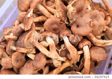 closuep of picked fresh mushrooms in container closuep of picked fresh mushrooms in container 38297425