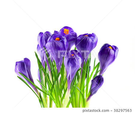 Blooming purple crocuses isolated on white 38297563