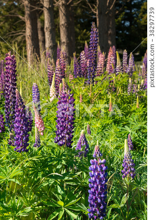 Beautiful purple lupins blossom meadow 38297739