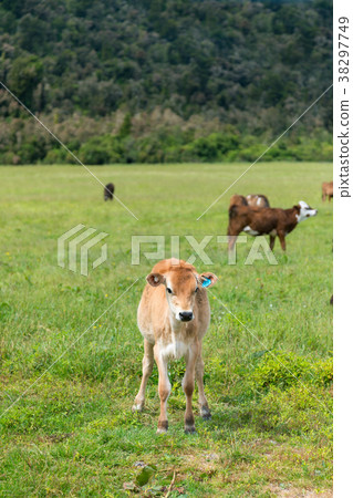 Cute baby calf stand on green glass Cute baby calf stand on green glass 38297749