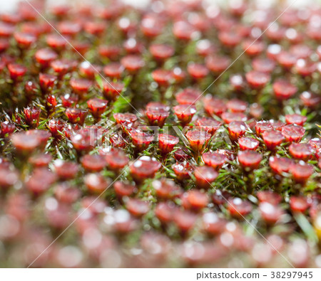 Macro of red moss blossom Macro of red moss blossom 38297945