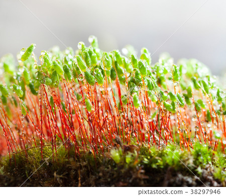 Dew drops on moss 38297946