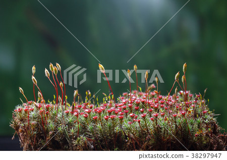 Blooming haircap moss Blooming haircap moss 38297947