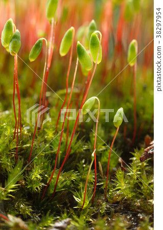 Macro of moss 38297954