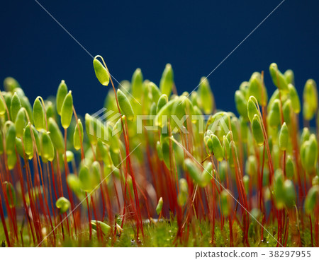 Bryum moss capsules 38297955