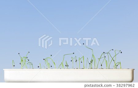 White tray with onion seedlings White tray with onion seedlings 38297962