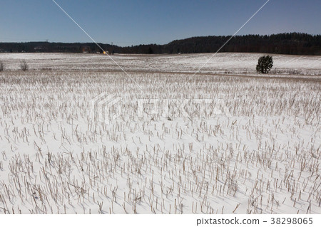 Snowy field at winter night 38298065