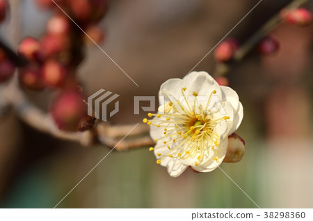 Tree: Japanese rose 38298360