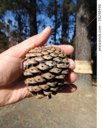 Daiomatsu's pine cones (in pines, the world's longest pine with long leaves) Daiomatsu's pine cones (in pines, the world's longest pine with long leaves) 38298498