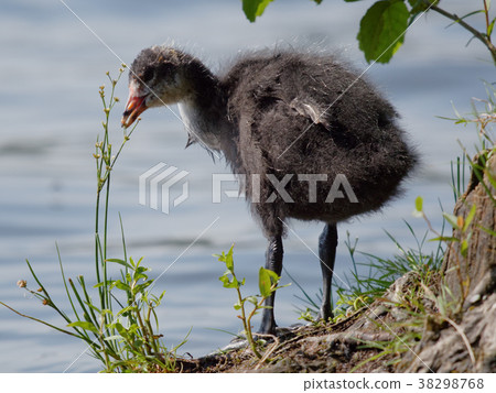 Juvenile of Eurasian coot bird Juvenile of Eurasian coot bird 38298768