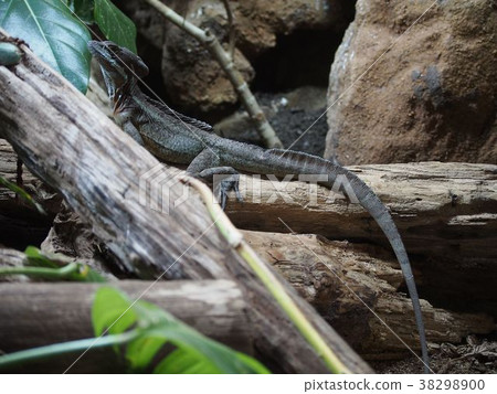 Nogi Harare Basilisk 38298900