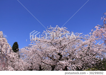 Sakura and sky Sakura and sky 38299092
