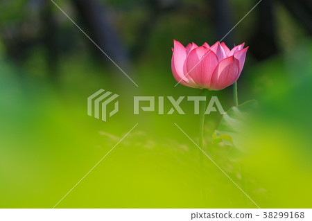Lotus 38299168