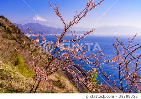 （靜岡縣）櫻花盛開，從小月山看到的富士山 38299358