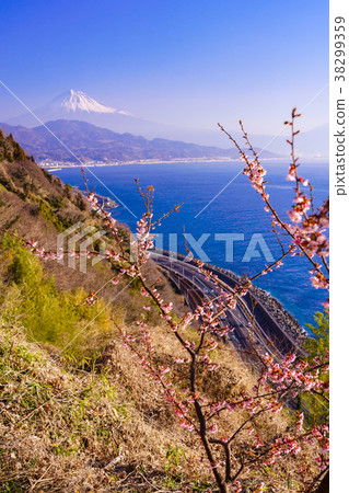 (靜岡縣)櫻花盛開,從小月山看到的富士山 (靜岡縣)櫻花盛開,從小月山看到的富士山 38299359
