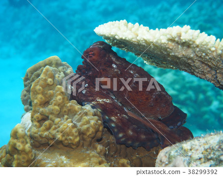 章魚水下攝影沖繩 38299392