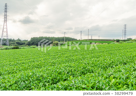 Fresh green tea farm in spring Fresh green tea farm in spring 38299479