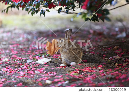 Usagi in Okunojima Usagi in Okunojima 38300039