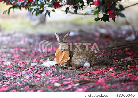 Usagi in Okunojima Usagi in Okunojima 38300040