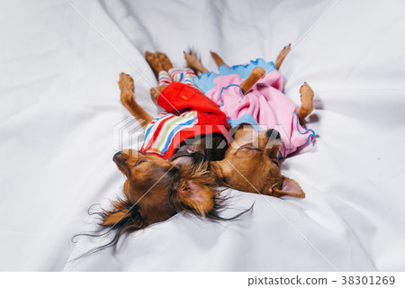 Newborn puppy sleeping. Adult dogs in sliders. 38301269