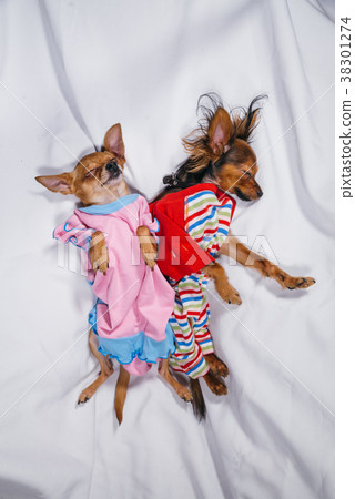 Newborn puppy sleeping. Adult dogs in sliders. Newborn puppy sleeping. Adult dogs in sliders. 38301274