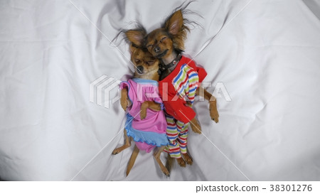 Newborn puppy sleeping. Adult dogs in sliders. Newborn puppy sleeping. Adult dogs in sliders. 38301276