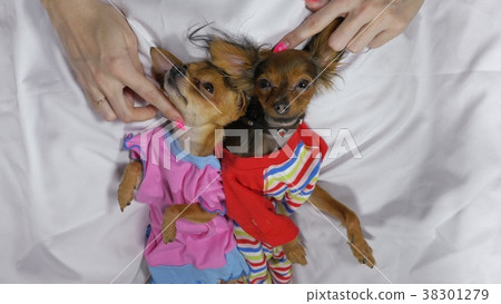 Newborn puppy sleeping. Adult dogs in sliders. Newborn puppy sleeping. Adult dogs in sliders. 38301279