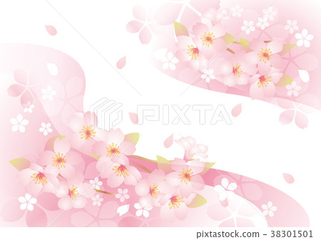 Blooming cherry blossoms 38301501