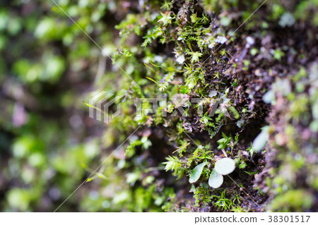 [神奈川縣]自然圖像 38301517