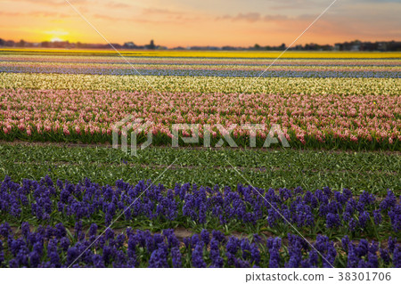 Blue Flowers 38301706