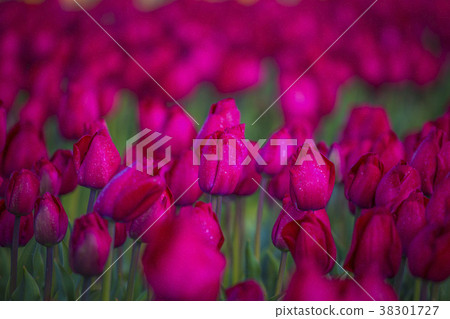 pink, red and orange tulip field in North Holland pink, red and orange tulip field in North Holland 38301727