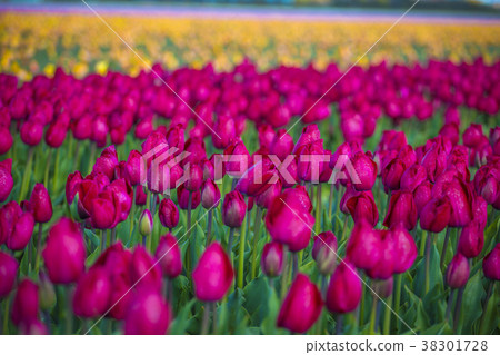 pink, red and orange tulip field in North Holland 38301728