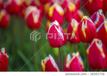 red tulips in the netherlands red tulips in the netherlands 38301730