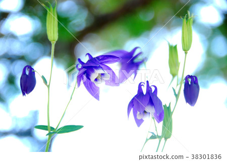 Background white Blue Odamaki flower 38301836