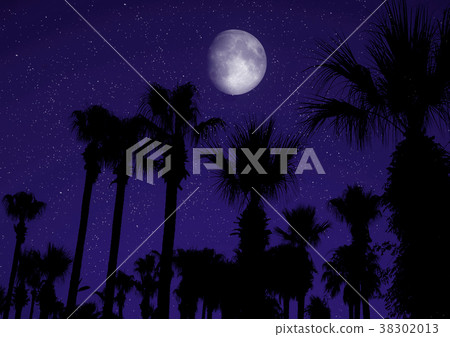 Palm trees silhouetted against night sky Palm trees silhouetted against night sky 38302013