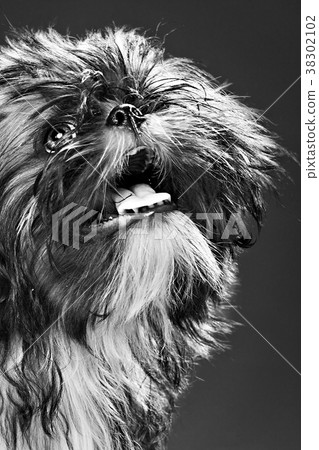 Portrait of a puppy 38302102
