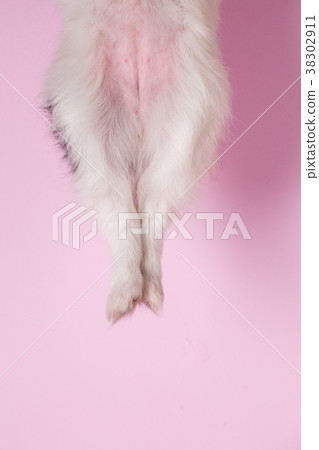 Hind legs of a doggie Hind legs of a doggie 38302911
