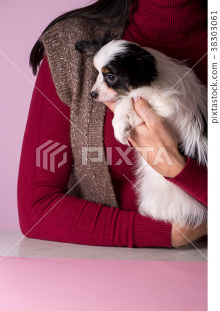 puppy in hands 38303061
