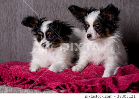 Two puppies rest 38303121