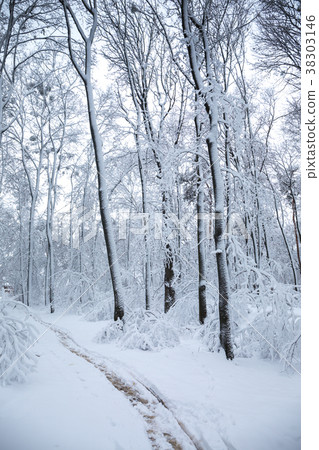 Snow-covered path in the park Snow-covered path in the park 38303146