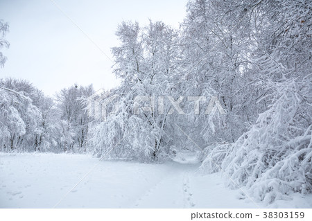 snow-covered glade in forest 38303159