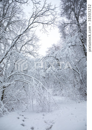 Impenetrable winter forest Impenetrable winter forest 38303252