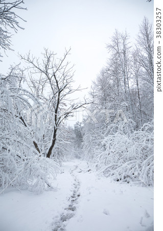 Road in a snowy forest Road in a snowy forest 38303257