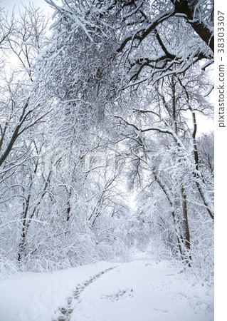 Beautiful snowy landscape 38303307