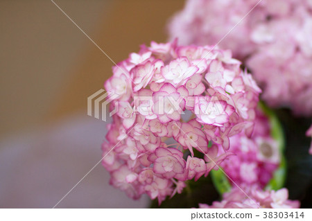 Hydrangea Saori Hydrangea Saori 38303414