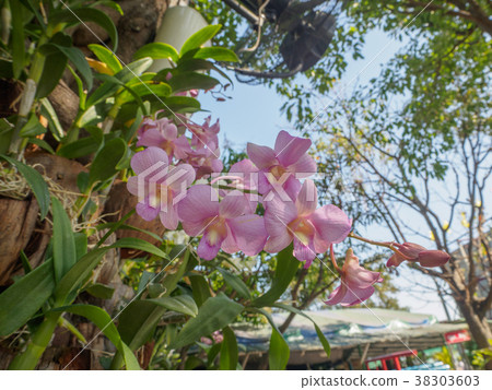 Beautiful Vanda Dendrobium phalaenopsis orchid Beautiful Vanda Dendrobium phalaenopsis orchid 38303603