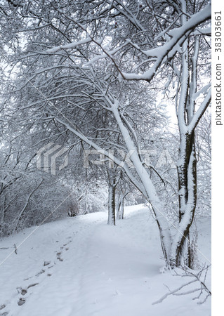 Trees in the snow Trees in the snow 38303661
