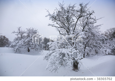 Snow-covered tree on a hill Snow-covered tree on a hill 38303702