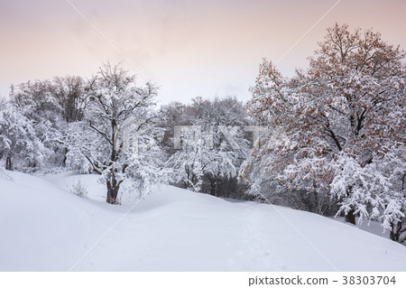 Winter sunset in the forest Winter sunset in the forest 38303704